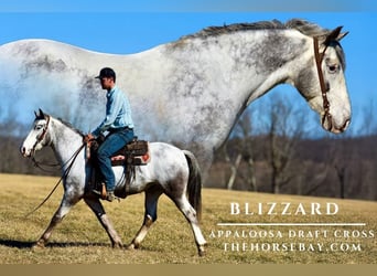 Appaloosa Mestizo, Caballo castrado, 8 años, 152 cm, Tordo