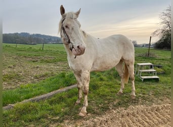 Appaloosa, Caballo castrado, 8 años, 154 cm