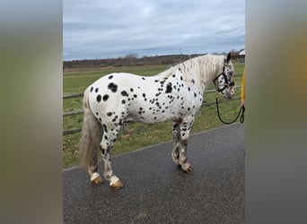 Appaloosa, Caballo castrado, 8 años, 155 cm, Atigrado/Moteado