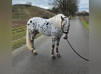Appaloosa, Caballo castrado, 8 años, 155 cm, Atigrado/Moteado