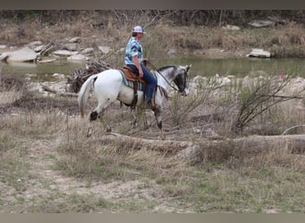 Appaloosa, Caballo castrado, 8 años, 155 cm, Negro