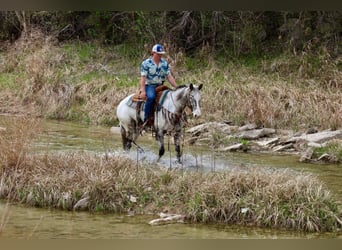 Appaloosa, Caballo castrado, 8 años, 155 cm, Negro