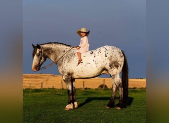 Appaloosa, Caballo castrado, 8 años, 157 cm, White/Blanco