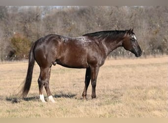 Appaloosa, Caballo castrado, 8 años, 160 cm, Castaño rojizo