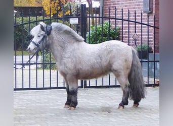 Appaloosa, Caballo castrado, 8 años, 94 cm, Pío