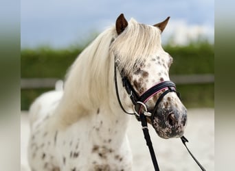 Appaloosa, Caballo castrado, 8 años, 98 cm, Atigrado/Moteado