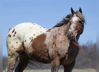 Appaloosa, Caballo castrado, 8 años, Alazán rojizo