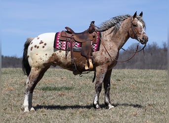 Appaloosa, Caballo castrado, 8 años, Alazán rojizo