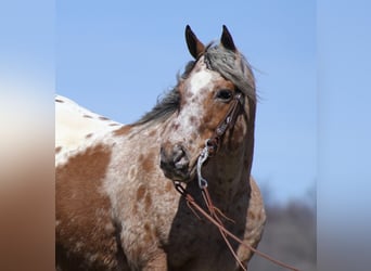 Appaloosa, Caballo castrado, 8 años, Alazán rojizo