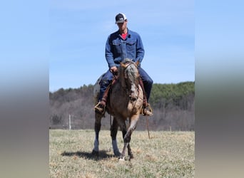 Appaloosa, Caballo castrado, 8 años, Alazán rojizo