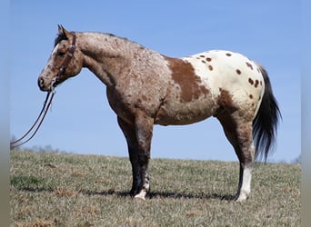 Appaloosa, Caballo castrado, 8 años, Alazán rojizo