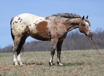 Appaloosa, Caballo castrado, 8 años, Alazán rojizo