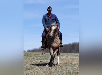 Appaloosa, Caballo castrado, 8 años, Alazán rojizo