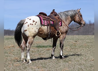 Appaloosa, Caballo castrado, 8 años, Alazán rojizo