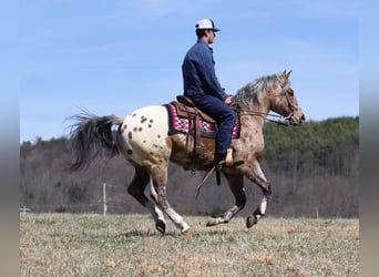 Appaloosa, Caballo castrado, 8 años, Alazán rojizo