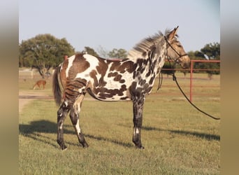 Appaloosa, Caballo castrado, 8 años