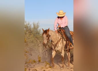 Appaloosa, Caballo castrado, 8 años, Ruano alazán