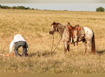Appaloosa, Caballo castrado, 8 años, Ruano alazán