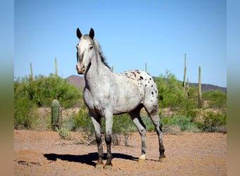 Appaloosa, Caballo castrado, 8 años, Ruano azulado
