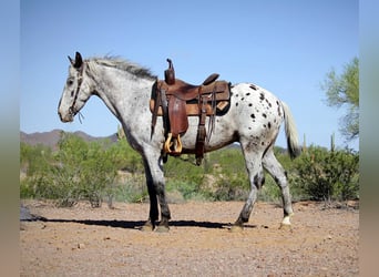 Appaloosa, Caballo castrado, 8 años, Ruano azulado