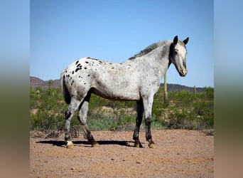 Appaloosa, Caballo castrado, 8 años, Ruano azulado