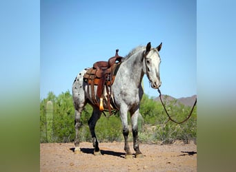 Appaloosa, Caballo castrado, 8 años, Ruano azulado
