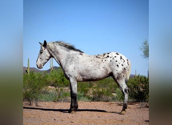 Appaloosa, Caballo castrado, 8 años, Ruano azulado