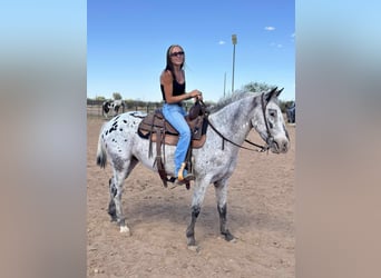 Appaloosa, Caballo castrado, 8 años, Ruano azulado