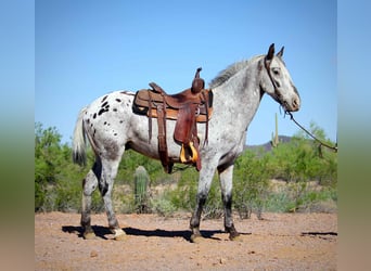 Appaloosa, Caballo castrado, 8 años, Ruano azulado