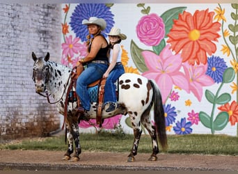 Appaloosa, Caballo castrado, 9 años, 135 cm, Alazán-tostado