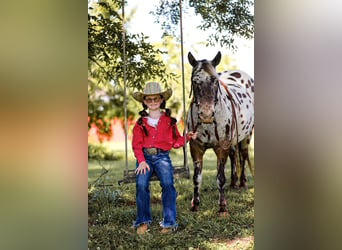 Appaloosa, Caballo castrado, 9 años, 135 cm, Alazán-tostado