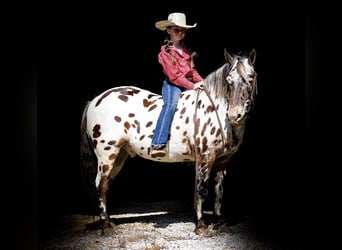 Appaloosa, Caballo castrado, 9 años, 135 cm, Alazán-tostado