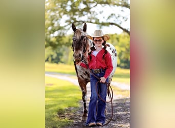 Appaloosa, Caballo castrado, 9 años, 135 cm, Alazán-tostado