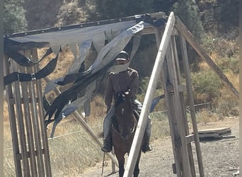 Appaloosa, Caballo castrado, 9 años, 142 cm, Castaño rojizo