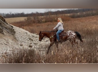 Appaloosa, Caballo castrado, 9 años, 145 cm, Castaño rojizo