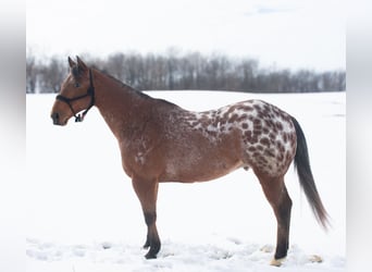 Appaloosa, Caballo castrado, 9 años, 145 cm, Castaño rojizo