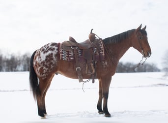 Appaloosa, Caballo castrado, 9 años, 145 cm, Castaño rojizo