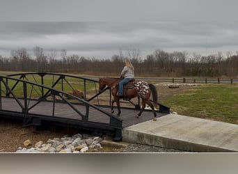 Appaloosa, Caballo castrado, 9 años, 145 cm, Castaño rojizo