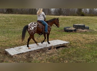 Appaloosa, Caballo castrado, 9 años, 145 cm, Castaño rojizo