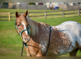 Appaloosa, Caballo castrado, 9 años, 145 cm, Castaño-ruano