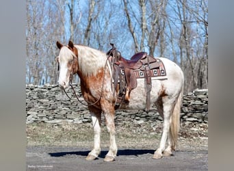 Appaloosa, Caballo castrado, 9 años, 147 cm, Alazán rojizo