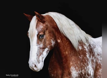 Appaloosa, Caballo castrado, 9 años, 147 cm, Alazán rojizo