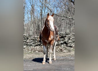 Appaloosa, Caballo castrado, 9 años, 147 cm, Alazán rojizo