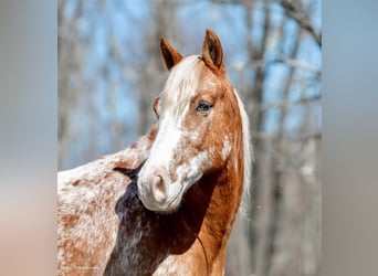 Appaloosa, Caballo castrado, 9 años, 147 cm, Alazán rojizo