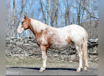 Appaloosa, Caballo castrado, 9 años, 147 cm, Alazán rojizo