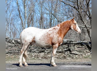 Appaloosa, Caballo castrado, 9 años, 147 cm, Alazán rojizo