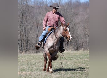 Appaloosa, Caballo castrado, 9 años, 147 cm, Ruano alazán