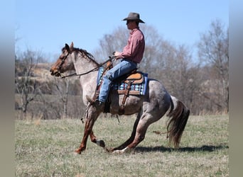 Appaloosa, Caballo castrado, 9 años, 147 cm, Ruano alazán