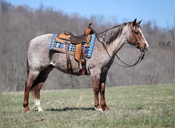 Appaloosa, Caballo castrado, 9 años, 147 cm, Ruano alazán