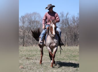 Appaloosa, Caballo castrado, 9 años, 147 cm, Ruano alazán